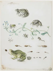 Metamorphosis of a Frog and Blue Flower
